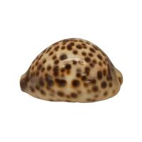 Art. Ritual Concha Tigre (Cypraea Tigris) (7 a 8 cm)